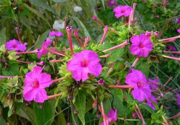 地雷花种子什么时候种 地雷花的花语和寓意象征