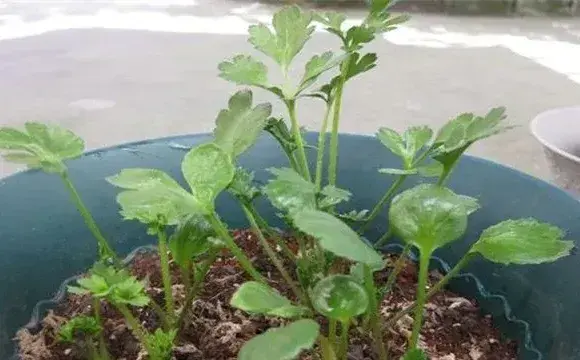 花毛茛的繁殖方法及种植技巧