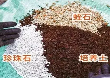 盆景养护管理 | 如何给植物换盆图解