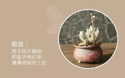 盆景养护管理 | 多肉盆栽的养护