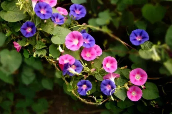 牵牛花的花语是什么，没想到有这么美丽的传说