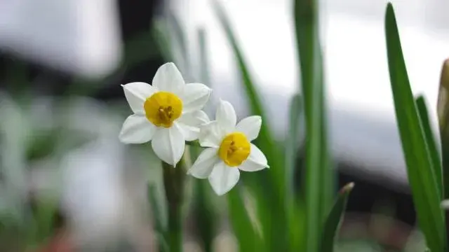 水仙花什么时候开放？