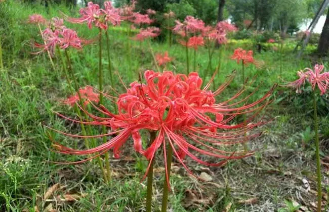 彼岸花花语是什么，彼岸花的来由