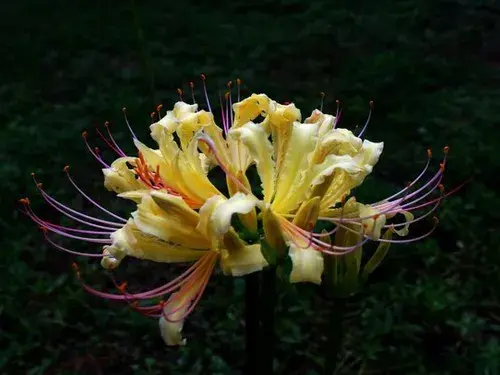 花卉果蔬盆景 | 盆栽石蒜种植方法