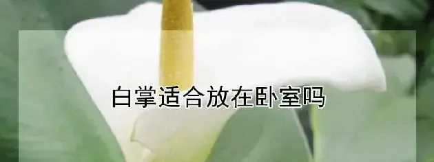 白掌适合放在卧室吗