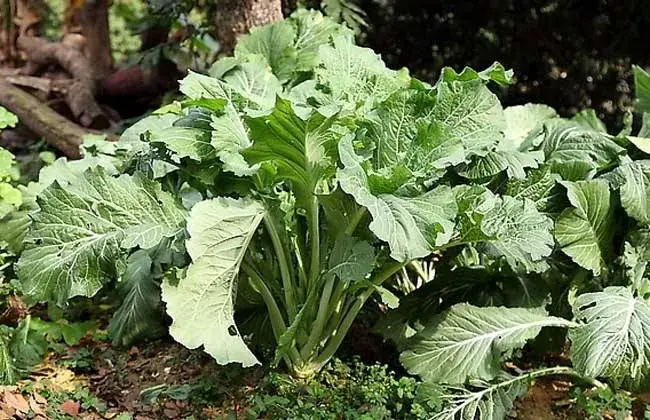 芥菜黑腐病怎么防治和治疗