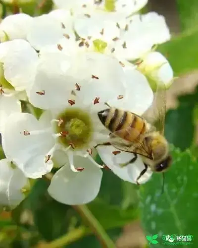 4月24日山楂花生日花语有哪些？