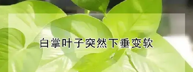 白掌叶子突然下垂变软