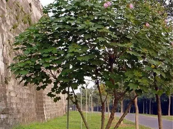 木芙蓉花开时间图片和花语 木芙蓉的功效与作用