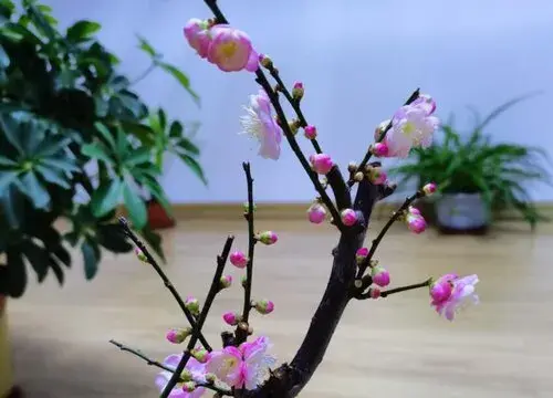 表示坚韧的花 花语是坚韧的花有哪些？