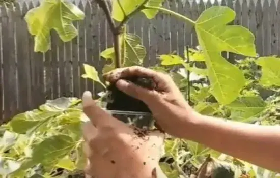 盆栽育苗 | 无花果怎样压枝繁殖