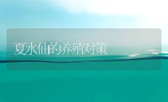 夏水仙的养殖对策 | 家庭养花