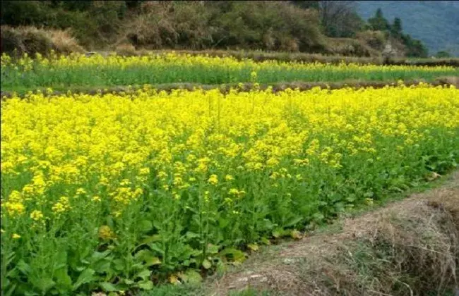 油菜的栽培时间与措施