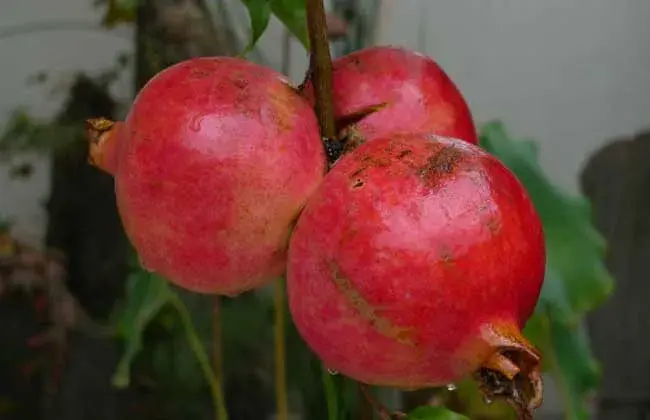 四季石榴种植技术