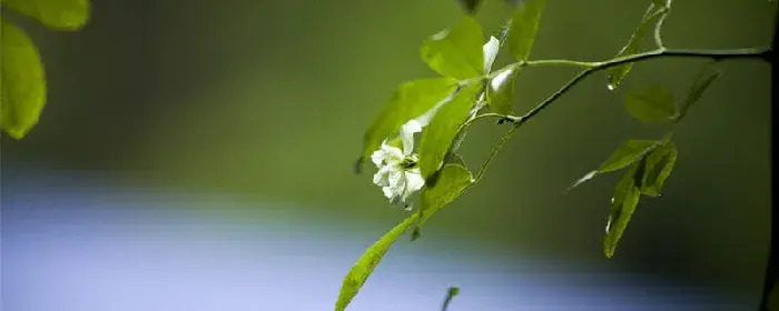 白蔷薇花语及代表意义 白蔷薇的花语是什么意思