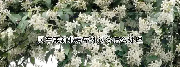 风车茉莉北方室外过冬怎么处理