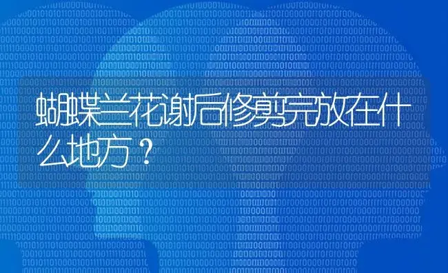 蝴蝶兰花谢后修剪完放在什么地方？ | 绿植常识