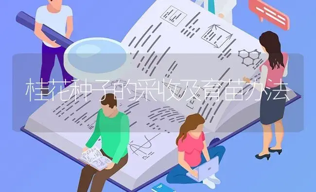 桂花种子的采收及育苗办法 | 特种种植