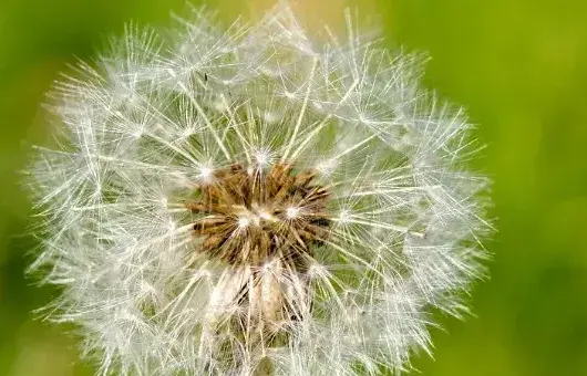 蒲公英种植条件