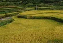 持续降雨导致水稻白叶枯病在局部地区流行