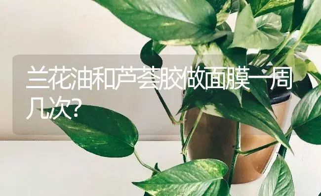 一株栀子花的愿望阅读答案？ | 绿植常识