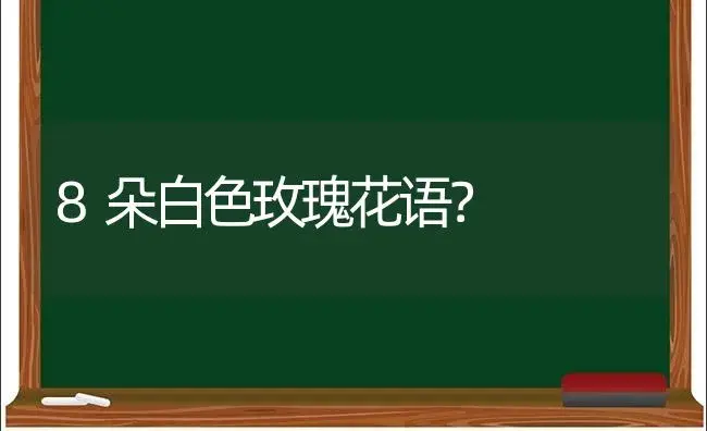 8朵白色玫瑰花语？ | 绿植常识