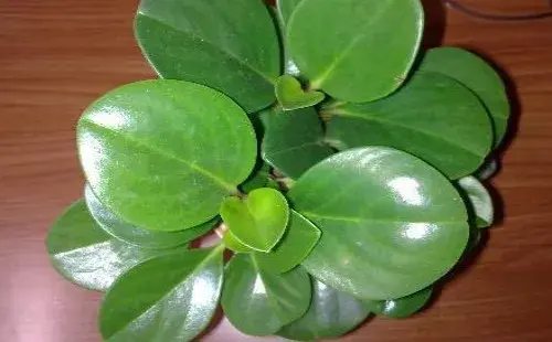 盆景养护管理 | 啤酒可以浇碧玉吗