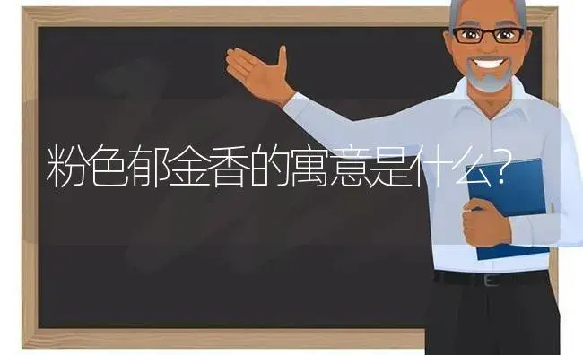 粉色郁金香的寓意是什么？ | 绿植常识