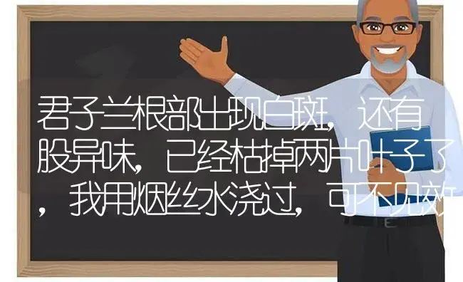 君子兰根部出现白斑，还有股异味，已经枯掉两片叶子了，我用烟丝水浇过，可不见效，请问有什么办法？ | 绿植常识