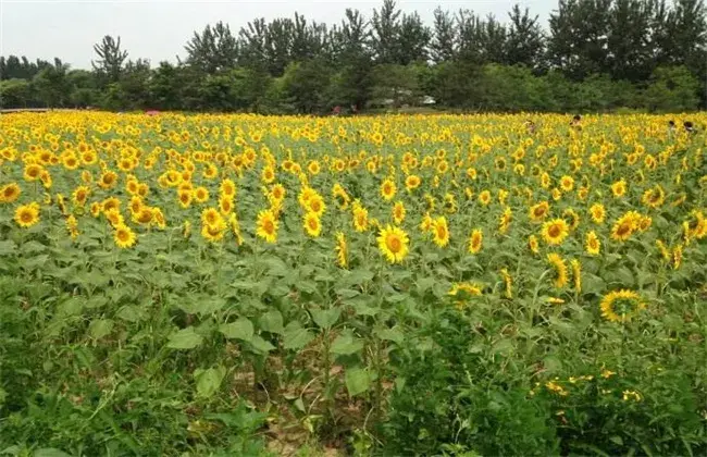 向日葵空秕怎么回事