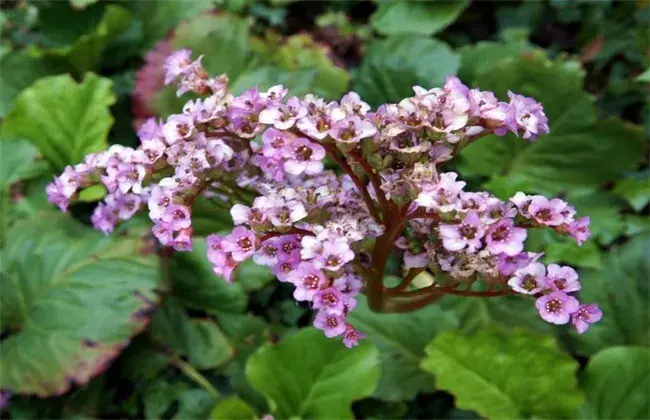 岩白菜的栽培办法