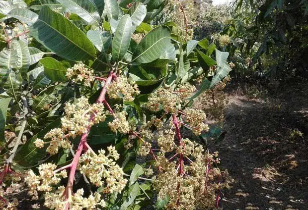 种植反季节芒果如何提高产量？