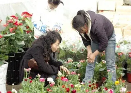 花卉果蔬盆景 | 花毛莨盆栽技术