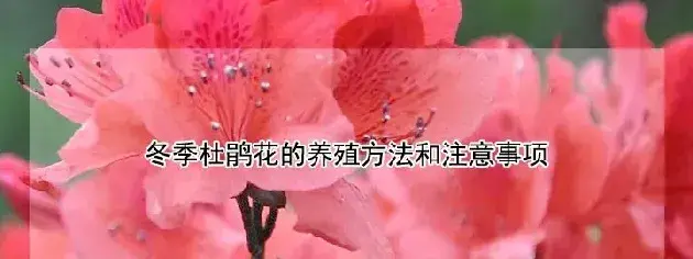 冬季杜鹃花的养殖方法和注意事项