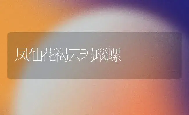 凤仙花褐云玛瑙螺 | 家庭养花