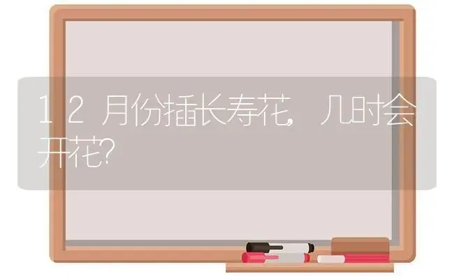 12月份插长寿花,几时会开花？ | 多肉养殖