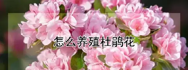 怎么养殖杜鹃花