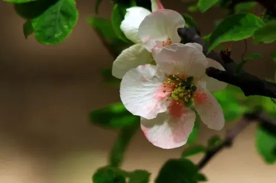 橄榄花的花语及传说，花语为和平与希望