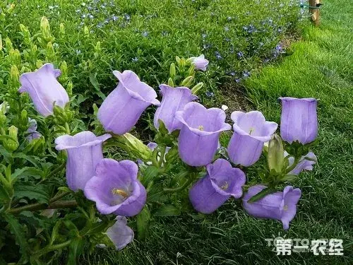 风铃草有哪些种类？风铃草的花语是什么？