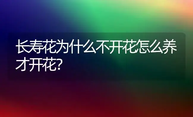 长寿花为什么不开花怎么养才开花？ | 多肉养殖