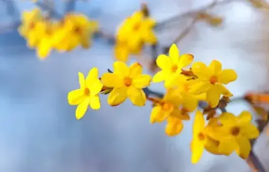 迎春花晚上吸收氧气吗