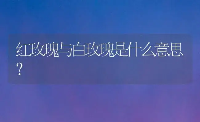 红玫瑰与白玫瑰是什么意思？ | 绿植常识