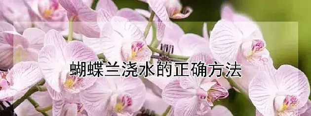 蝴蝶兰浇水的正确方法