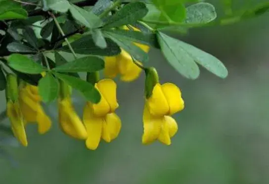 金雀花的花语是什么，金雀花的传说故事/幽雅整洁