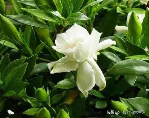 栀子花烂根严重，水培行吗？