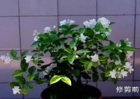 盆栽修剪 | 茉莉花怎么修剪枝条？盆栽茉莉的修剪方法