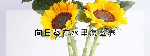 向日葵在水里怎么养