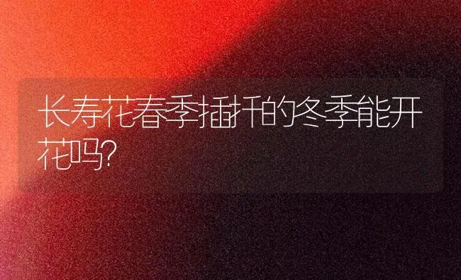 长寿花春季插扦的冬季能开花吗？ | 多肉养殖
