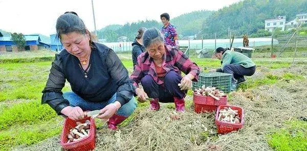 湖南湘潭县青山桥镇：秸秆种松茸 环保又增收