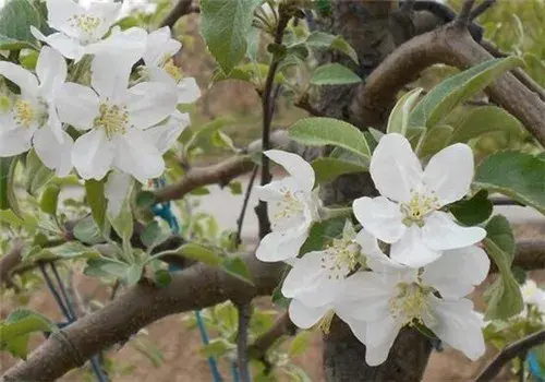 苹果树几月开花